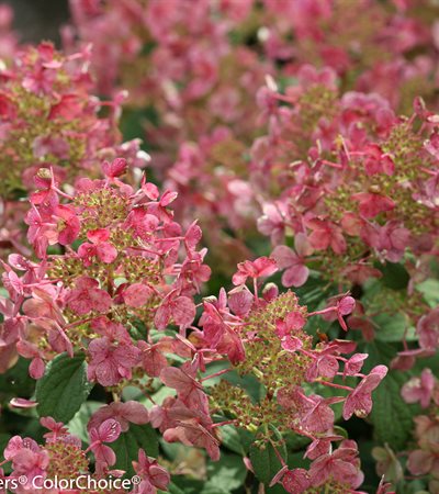 Panicle Hydrangea Little Quick Fire®